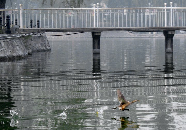 Duck taking off Unnamed Lake in ChangAn Park by Louis(louis@mlauto.n…