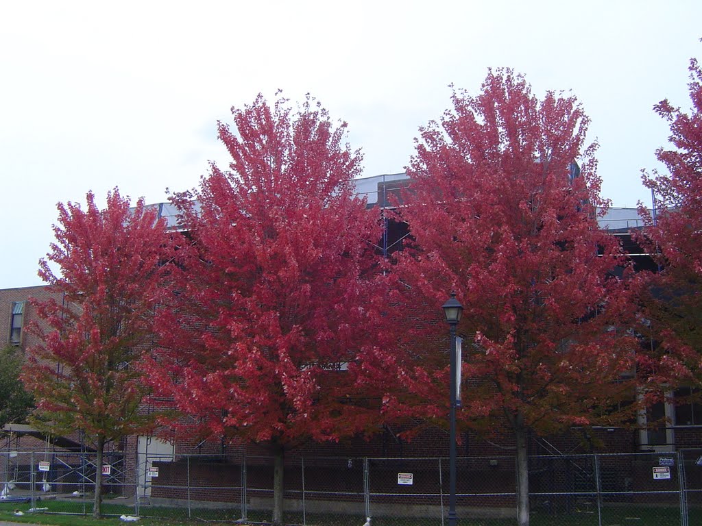 Cool trees by r.folo