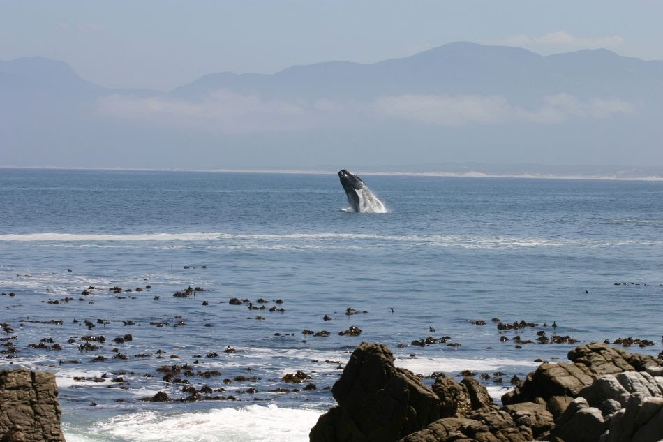 Jumping Southern Right Whale in Walker Bay in front of De Kelders, Gansbaai by maarten s