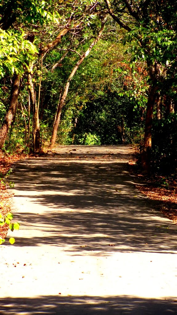 Trilhas do Parque Bonifácia - Cuiabá/MT by Gui Torres