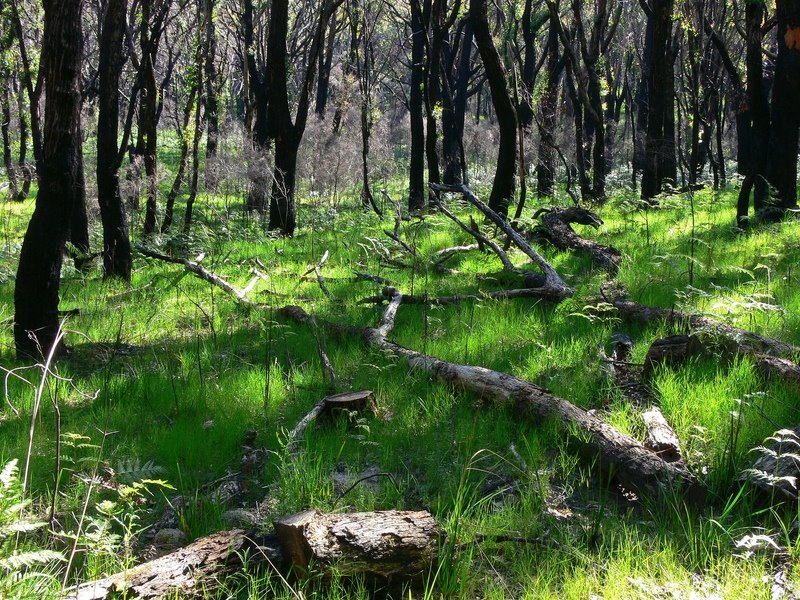 OTDam Trail ( Arthurs Seat State Park ) by Craig Ward