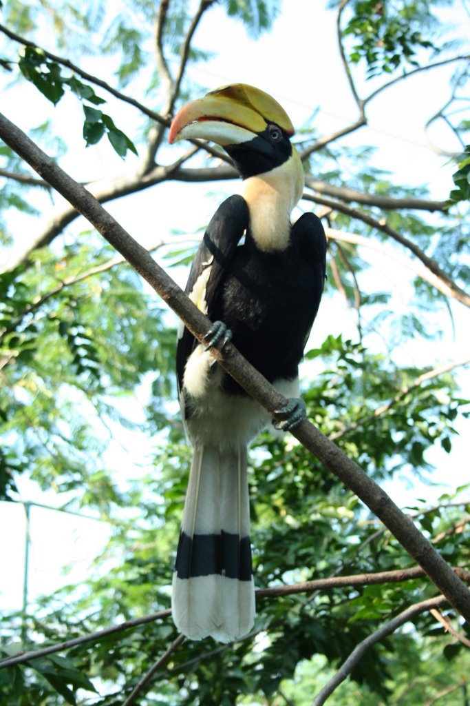 Feeding great horn bill safari world by chinnawat39782