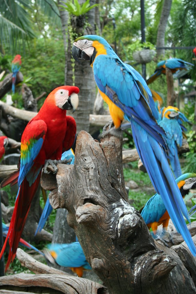 Macaw land by chinnawat39782