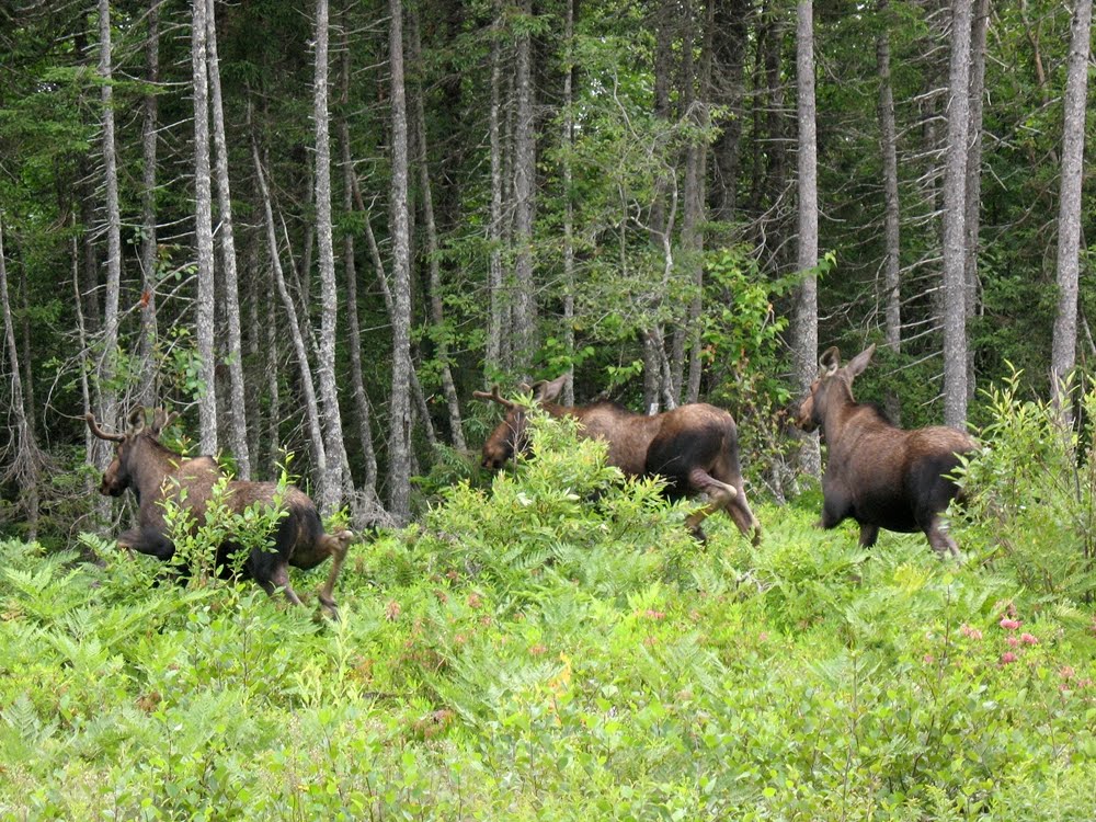 Three Moose Near Botwood by Geoff Smith