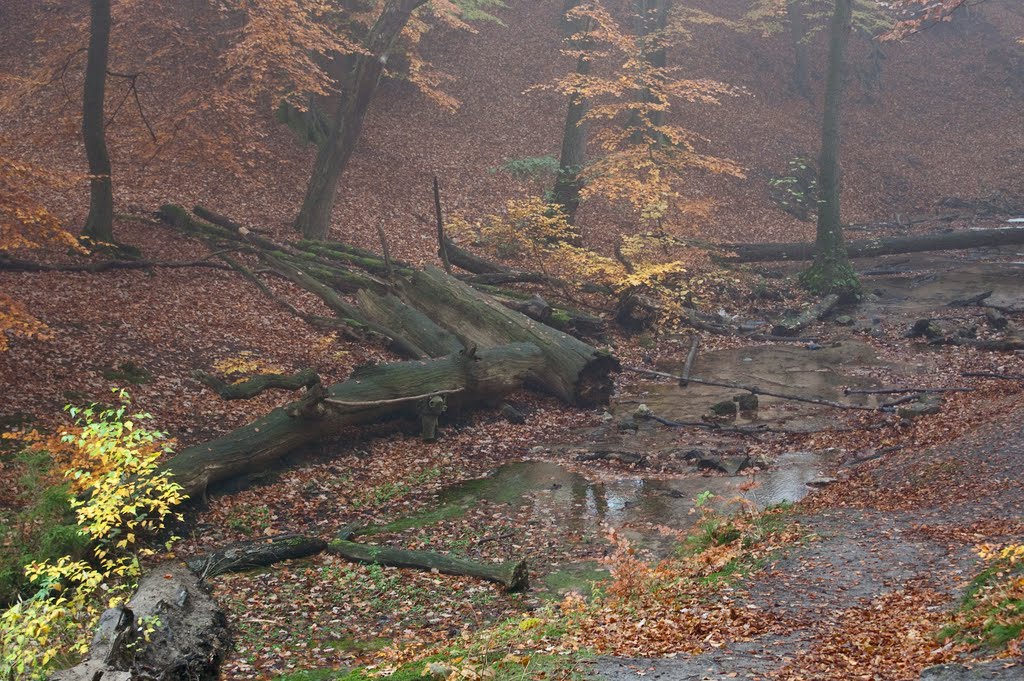 Teutoburger Wald - am Donoper Teich by BetinaS