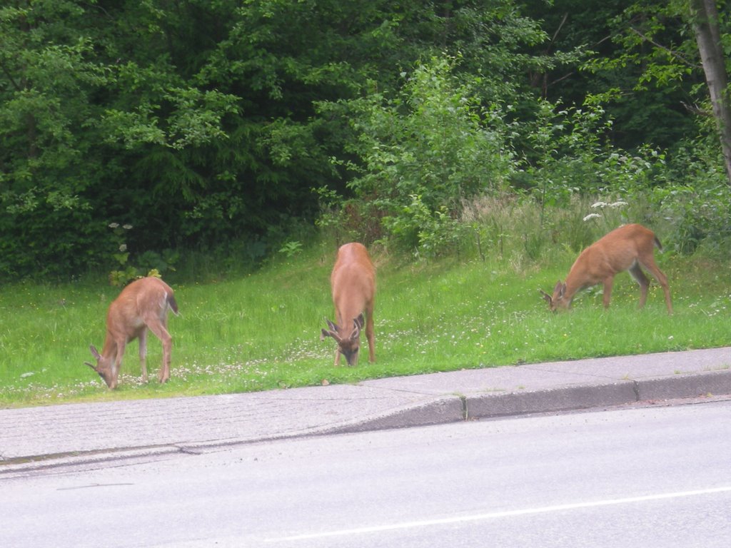 Wildlife in Prince Rupert by Ynysforgan_Jack