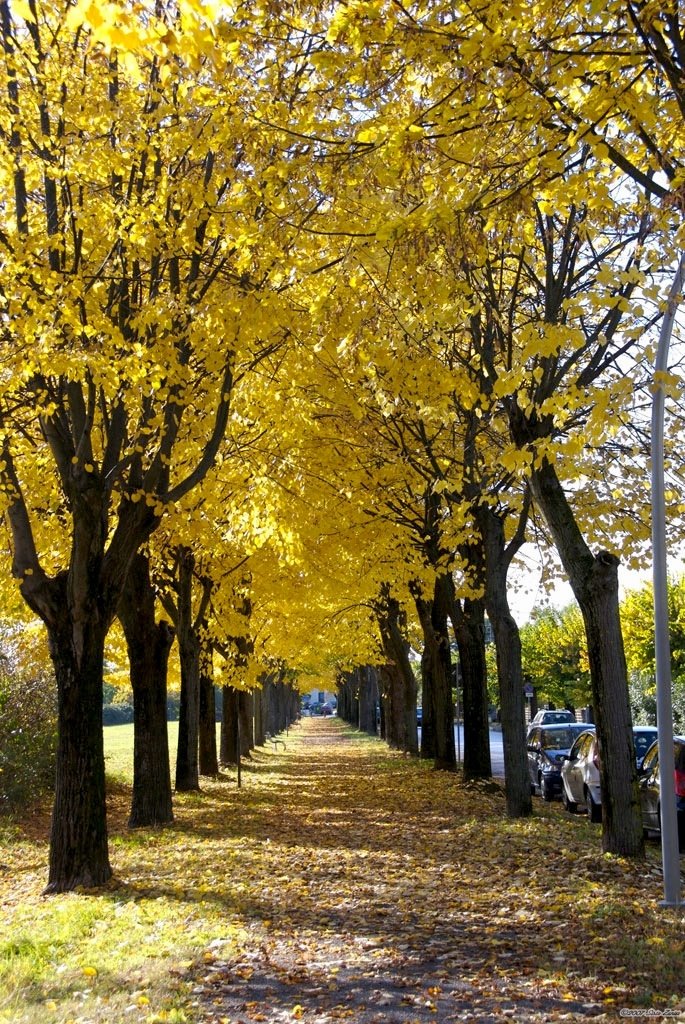 Autunno a Palmanova by Sisto Zanier