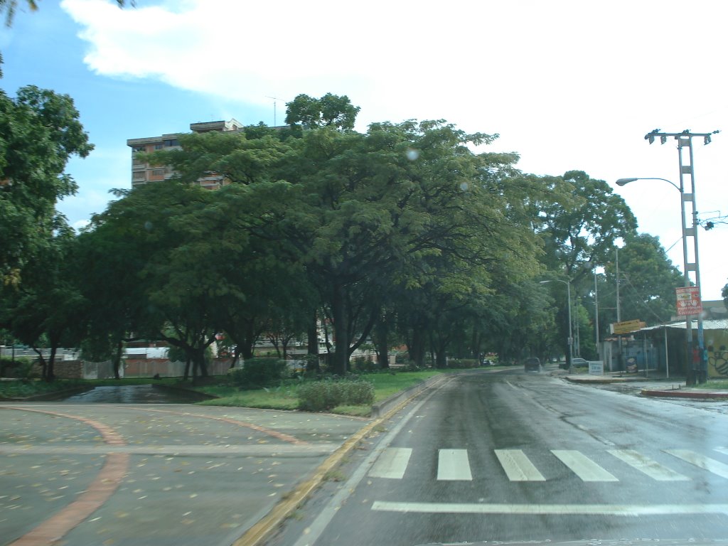 El toro, Av. Las Delicias. by gamv1982