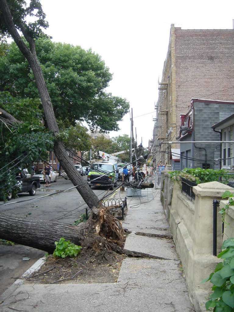 Large trees down tear up sidewalk on 42nd Street facing northeast by Robert Reichenbach