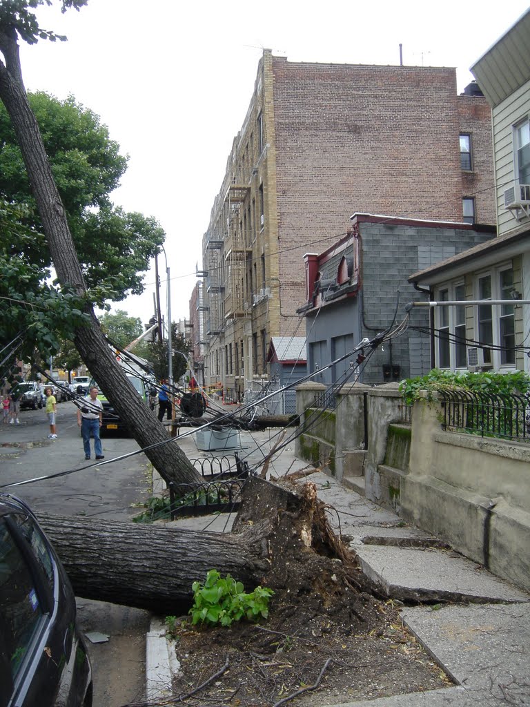 Large trees down tear up sidewalk on 42nd Street facing northeast by Robert Reichenbach