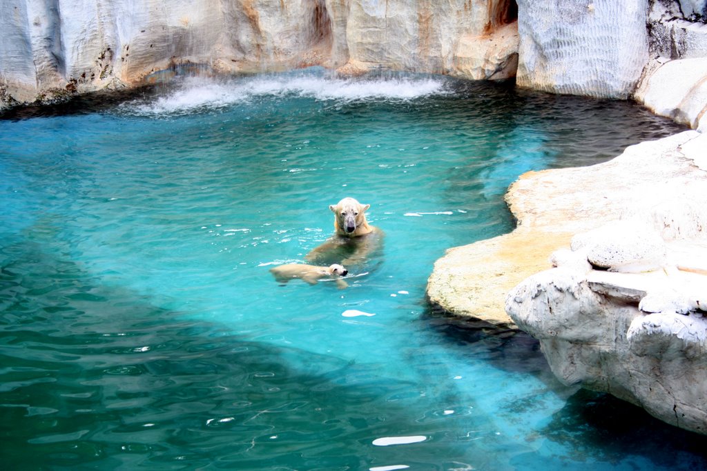 Polar bear safari world bangkok by chinnawat39782