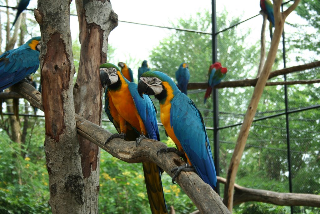 Macaw feeding safari world bangkok by chinnawat39782