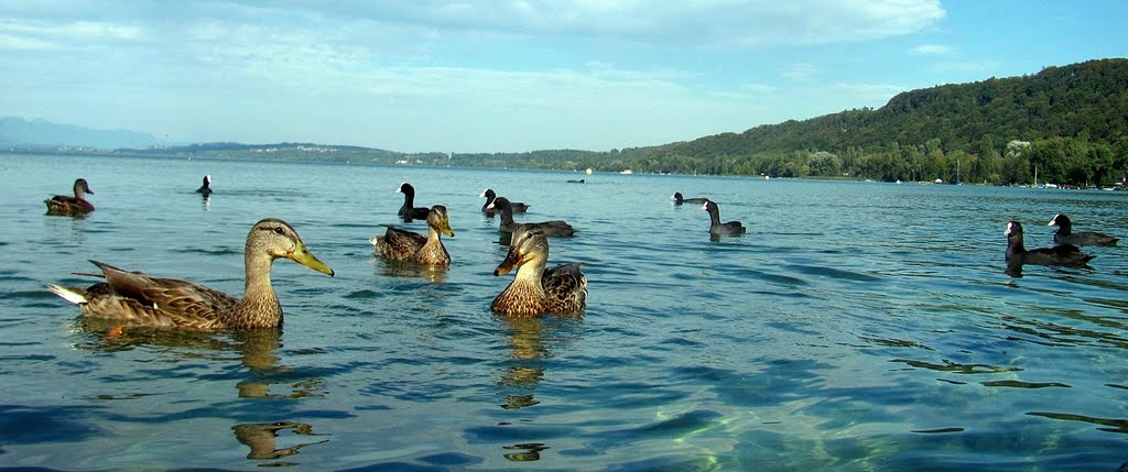 Vinelz, Sicht vom Bootshafen auf den Bielersee by Wilhelm Tell