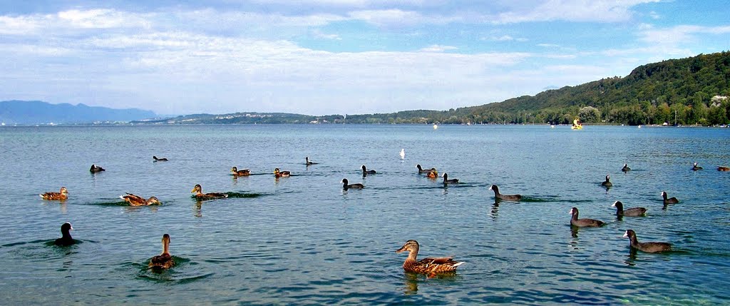 Vinelz, Enten und Blässhühner am Bielersee by Wilhelm Tell