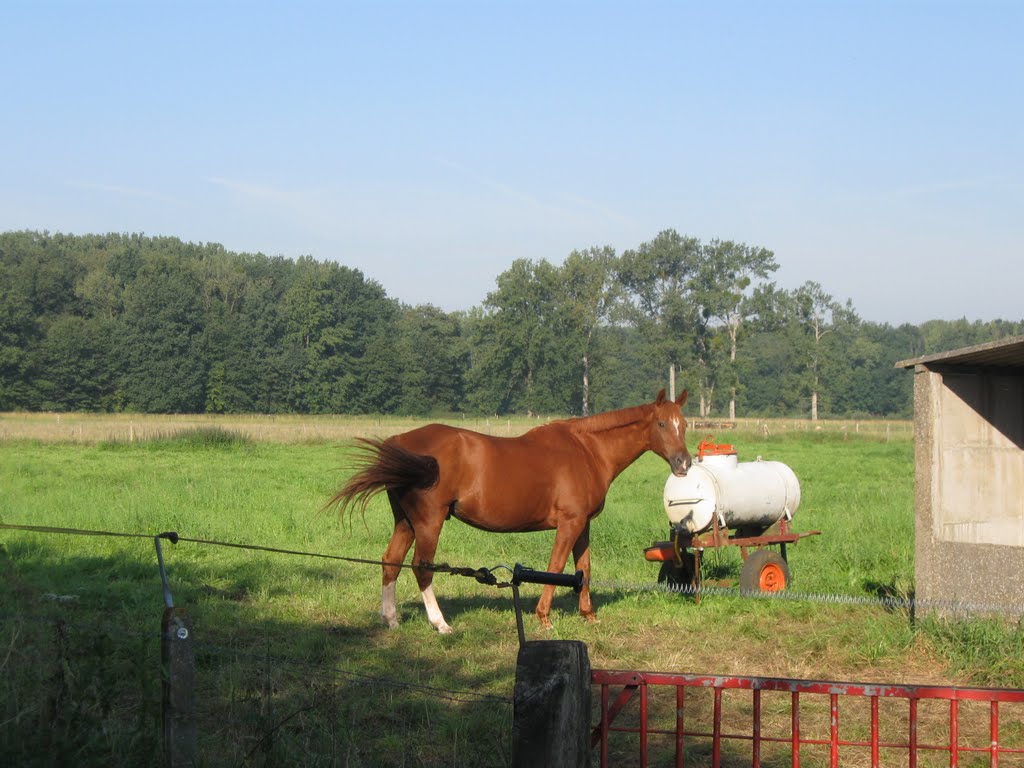 Er staat een paard in de (gang) wei. by willytilt