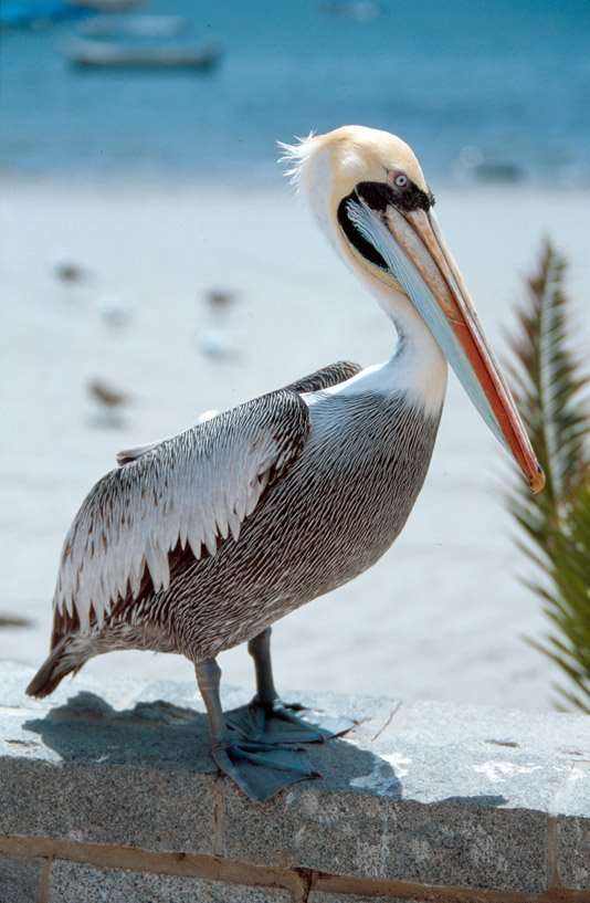 Pelican (Paracas) by ilachnitt