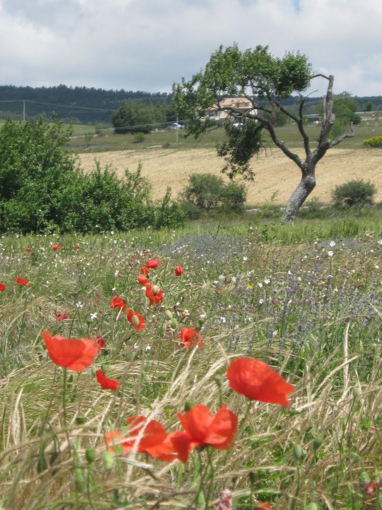 Provence/Country by " Mystic Angel "