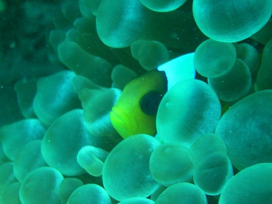 Lahami Bay Resort Underwater 4 by Bernard Pfister