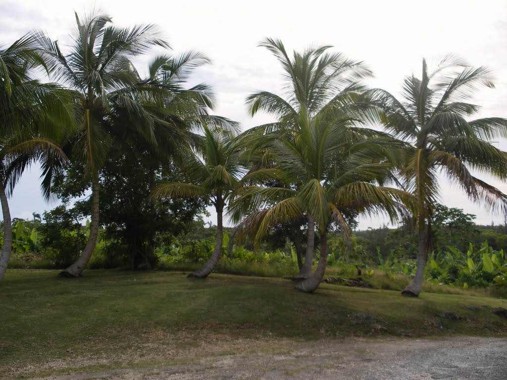 Barbados Wildlife Reserve by Nick Gent