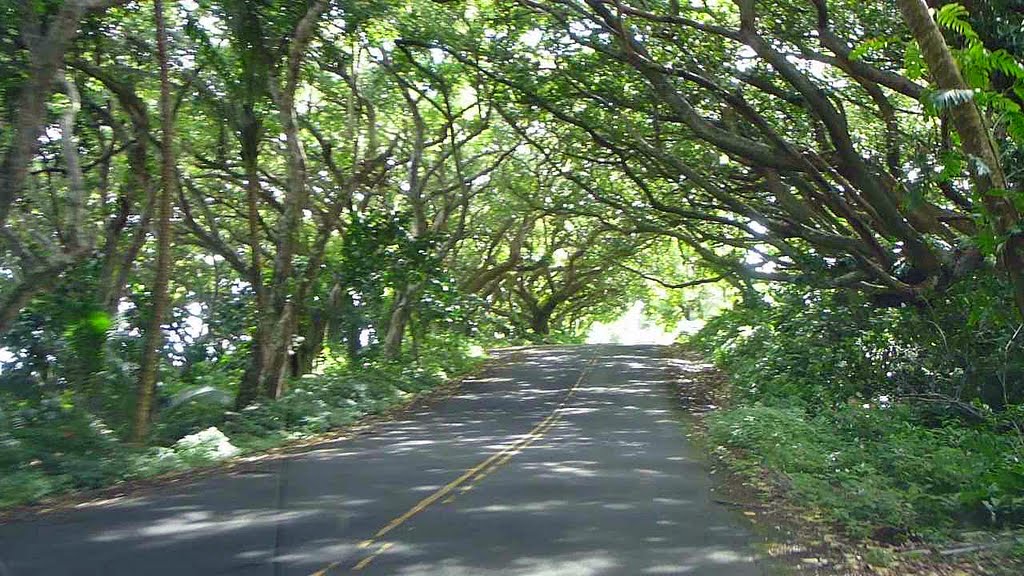 Kapoho Kalapana Road (HWy 137) 2011 by Canyonwolf