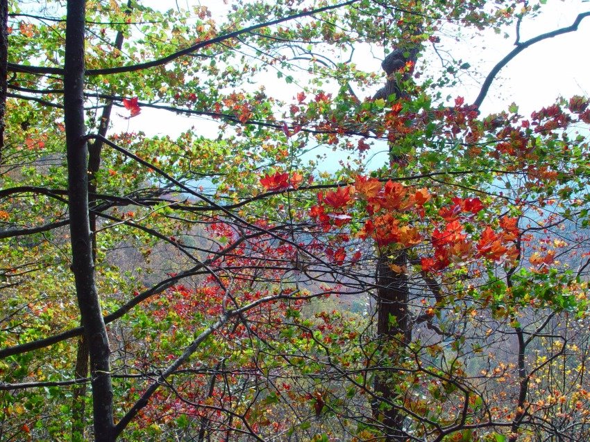 Near Amicalola falls 9-11-2005 by Bas van Oorschot