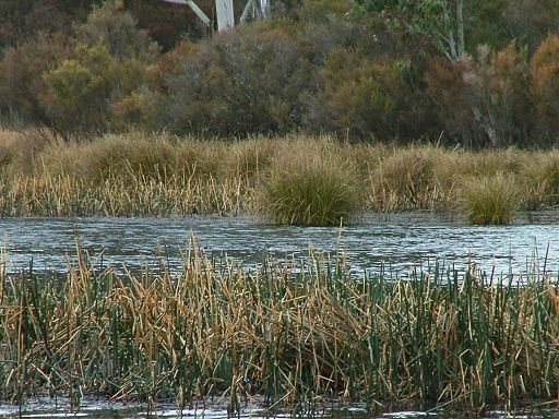 Reeds on Dumaresq Dam by EcologistGreg