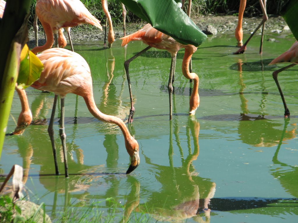 Flamencos by Jose A Leon