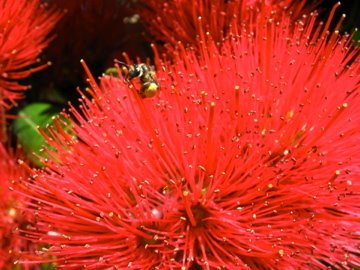 Pōhutukawa flowers by szoszofifi