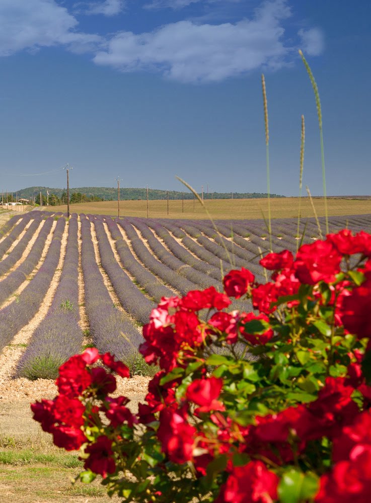 Lavender field and the rose bush by Joe Photography