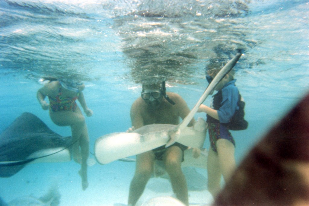 Stingray City by SirFin