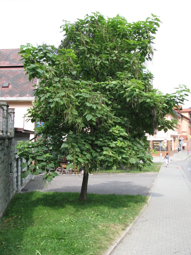 Tree, Jablonkov, Czech Republic by Abraham ofm