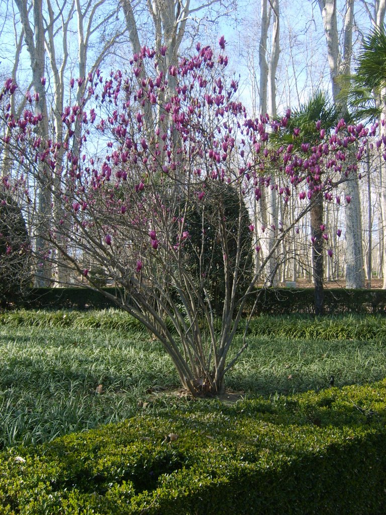 Primavera florida a la Devesa by Sara Serrano