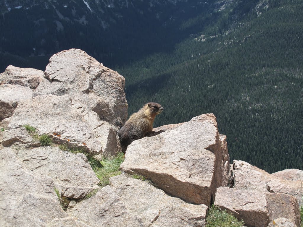 Marmot in Estes Park by Seezunge