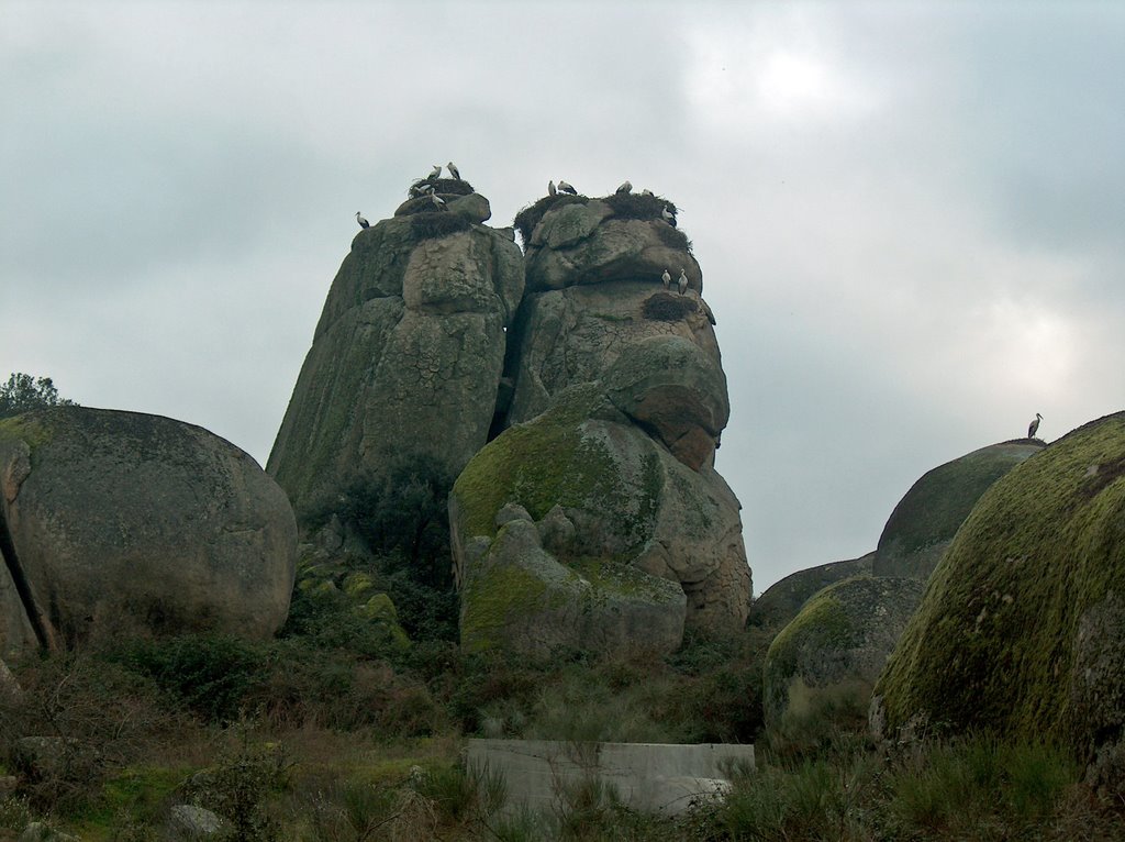 Cigüeñas en el Barrueco de abajo by Ricardo Pérez