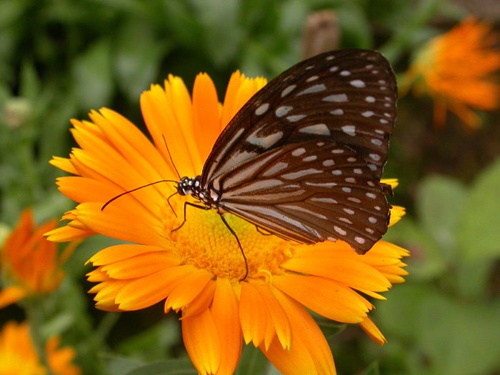 Lepidoptera by Melnitsky Stanislav