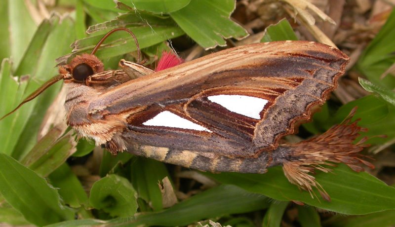 Lepidoptera by Melnitsky Stanislav