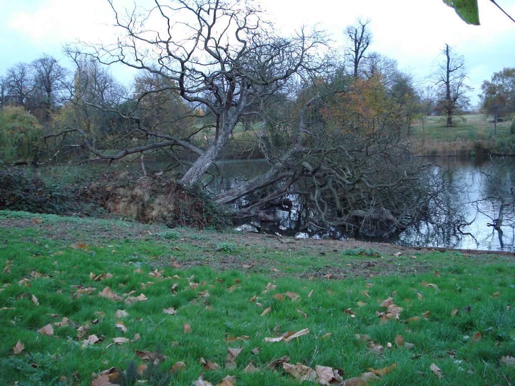 Fallen tree, The Serpetine by Daniel Perez