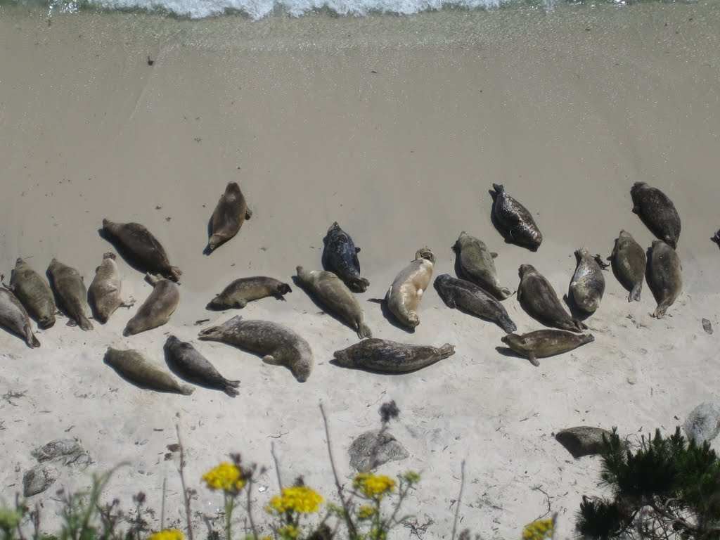 Kinderstube der Seelöwen am Point Lobos by H. Lisbeth