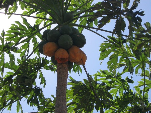 Mamao Papaya of Goias by caiomendes