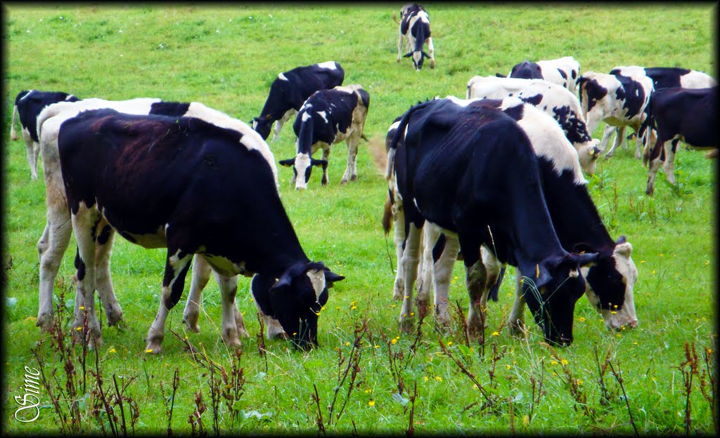 Kuhbild -1- (Buntes Kuhvolk, beim Grasäsen) by opaho1