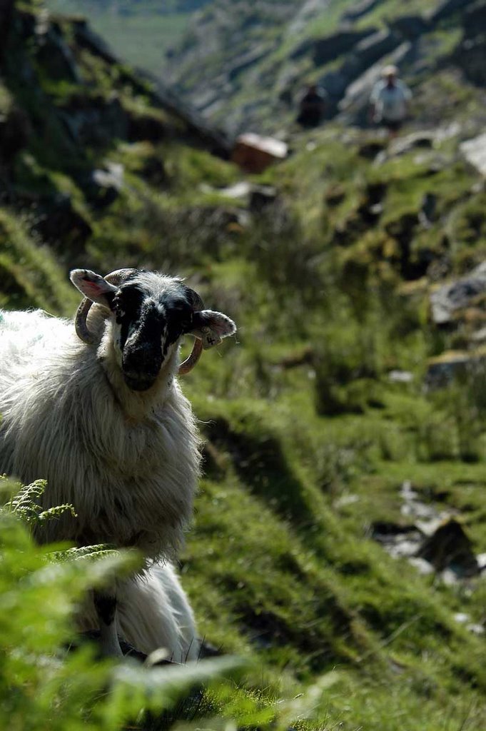 Ballaghbeama Pass by Thomas Ritter