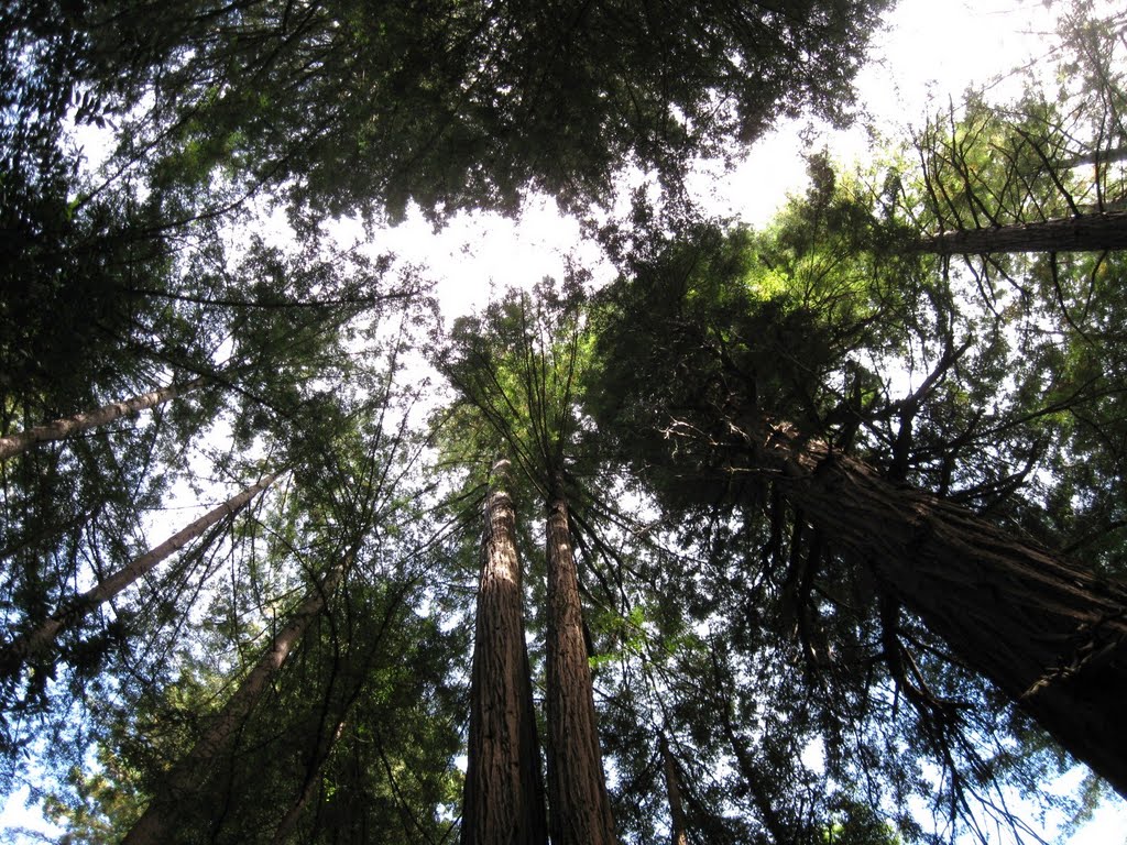 Reaching for the sky. by Carl Tiefenthaeler