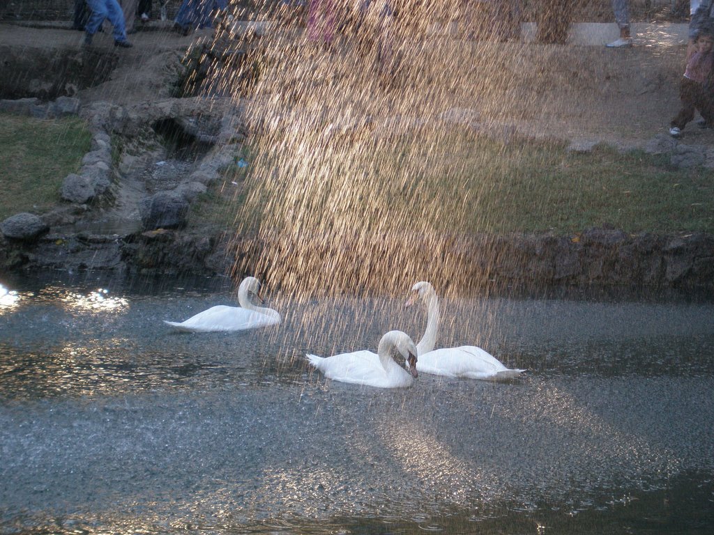 Hatay Belediye Parkı - Kuğular by aa_kurnaz