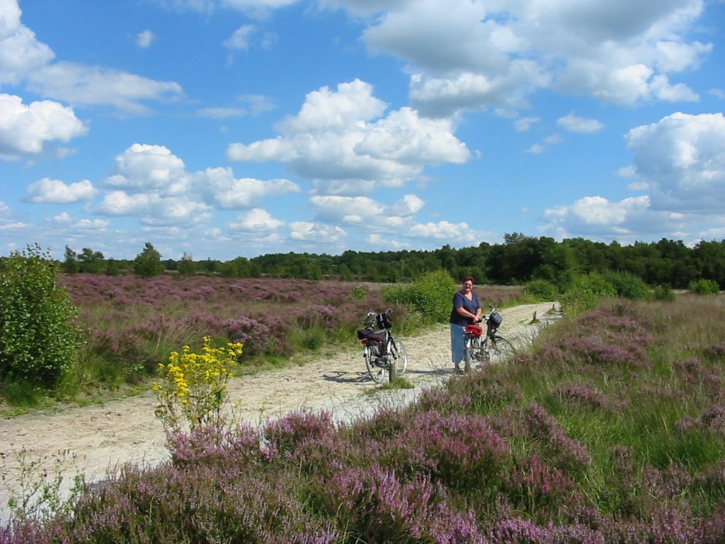 Bloeiende struikheide- Zeegse by simon moedt