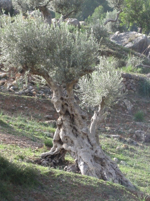 Olive tree near Soller by 360 ° .    . . ヅ