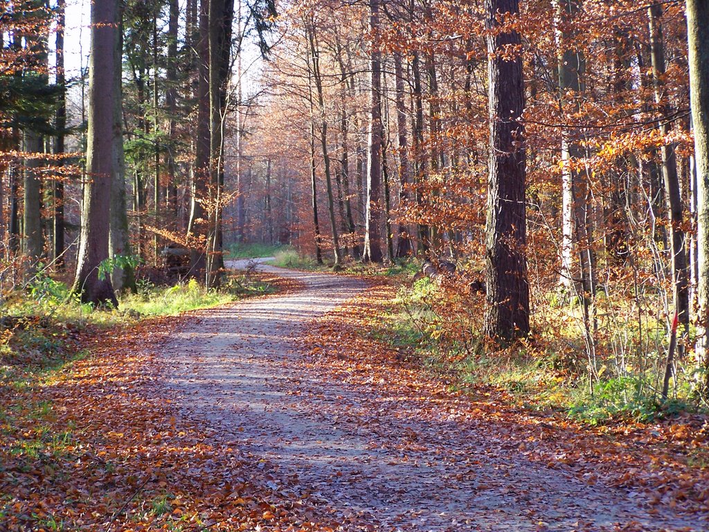 Waldweg nahe Waldhäußer Schloß im November by Hartmut Scheuter