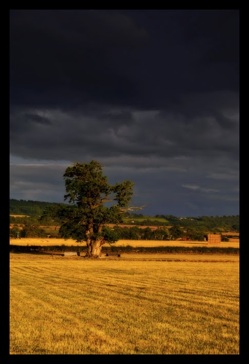 Lonely Tree with Thunderous Skies by Karen James