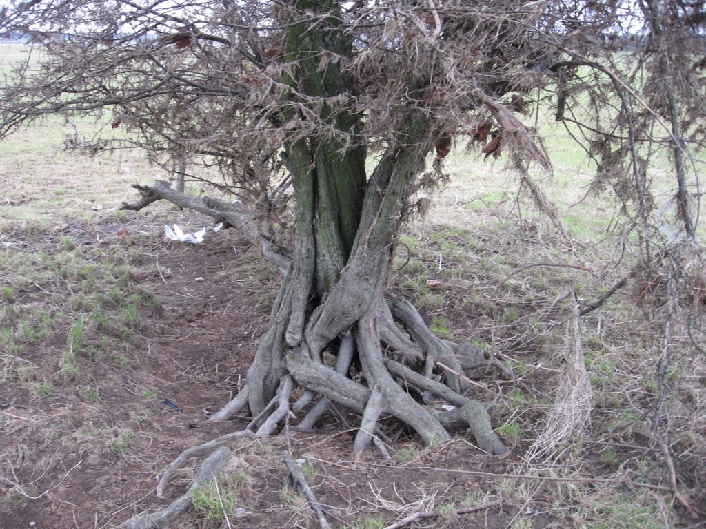 Ein schöner verwurzelter Baum am Rheinufer in Duisburg-Homberg... by eichhörnchen