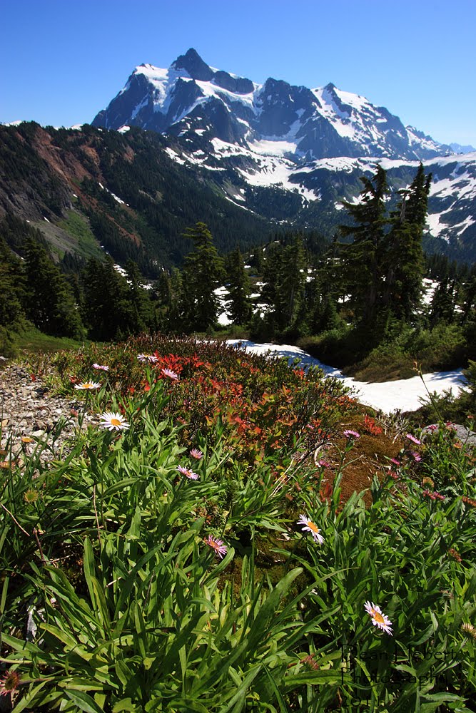 Wild Flowers on Artists Point by deanhebert