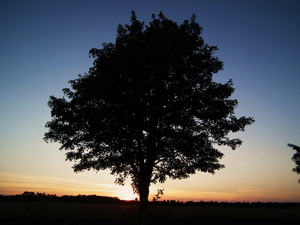 Sunset at James Cooke Woods by Tommoofessex